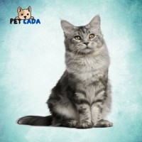 How Often Do You Take a Cat to the Vet – Pet Lada